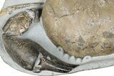 Miocene Fossil Crab (Tumidocarcinus) - New Zealand #186060-6